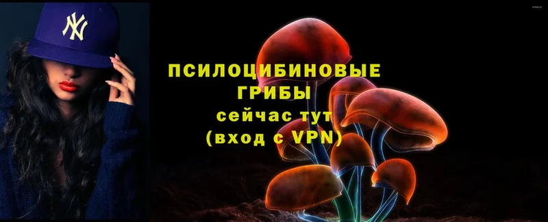 магазин продажи   Санкт-Петербург  Галлюциногенные грибы мицелий 